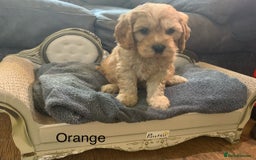 Cavapoo dogs for sale: Outstanding F1 Apricot Cavapoo puppies  - Image 10