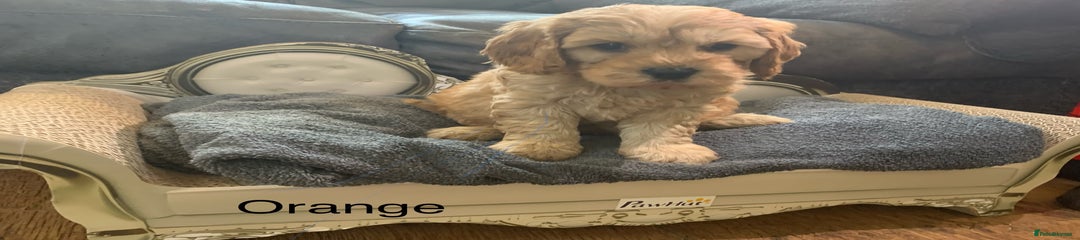 Cavapoo Puppy 3