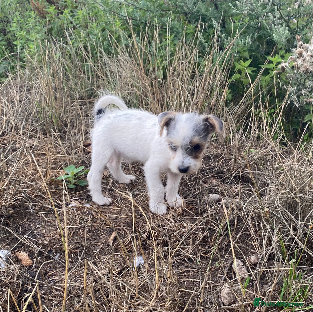 Jack Russell dogs for sale: Jack Russell - Image 1