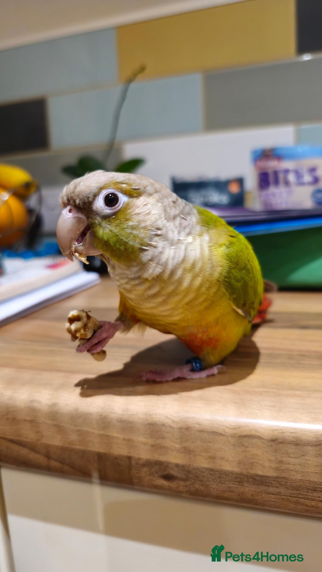 Conures birds for sale: Green cheek conure  - Advert 2