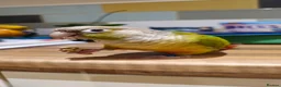 Conures birds for sale: Green cheek conure  in Lincoln - Advert 1