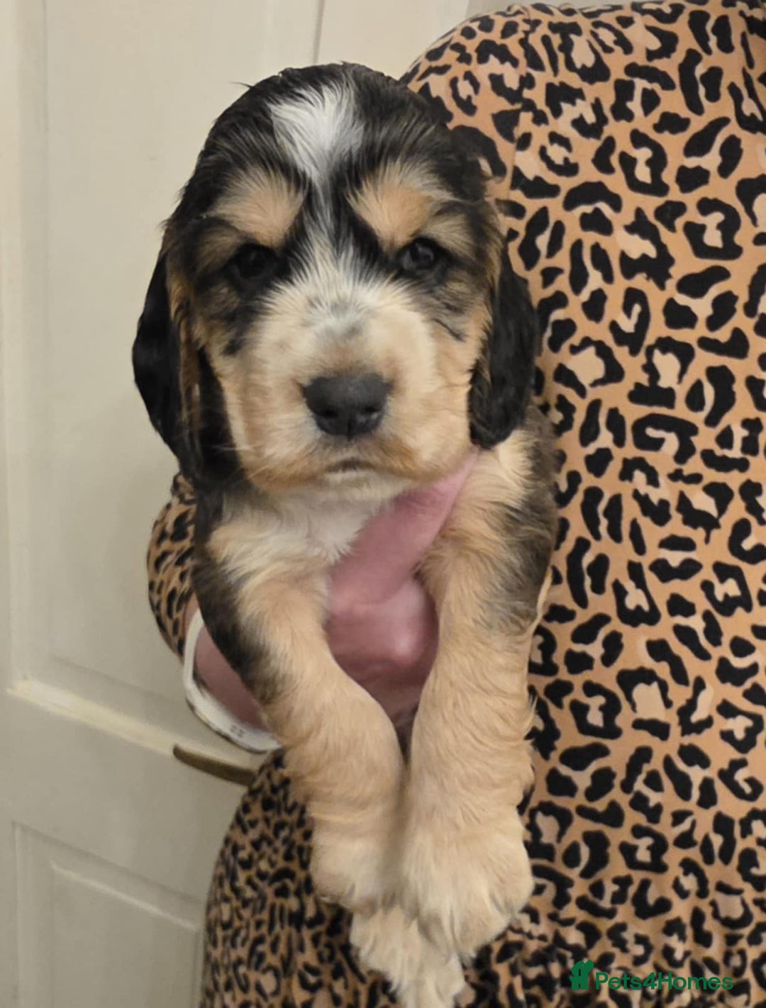 Sprocker dogs for sale: Beautiful litter of Sprockers - Advert 6