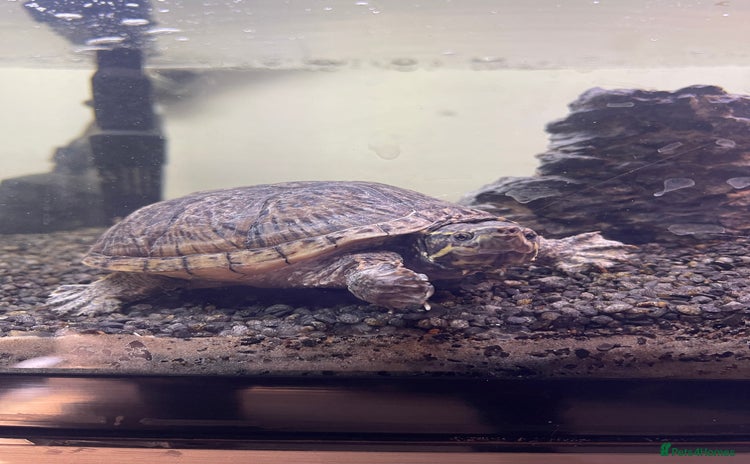 Turtle reptiles - Advert 1