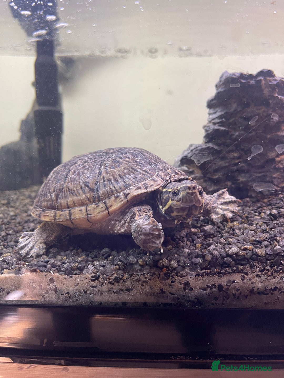 Turtle reptiles for sale: Reeves turtle and musk turtle for sale  - Image 1
