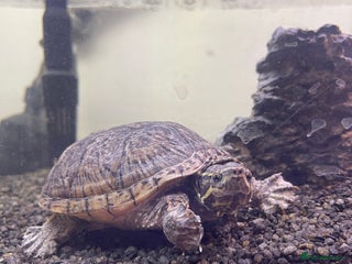 Turtle reptiles - Advert 32
