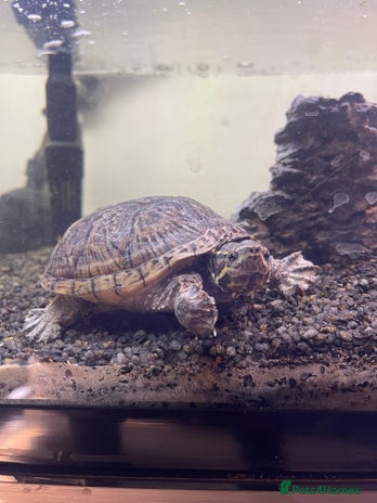 Turtle reptiles - Advert 3