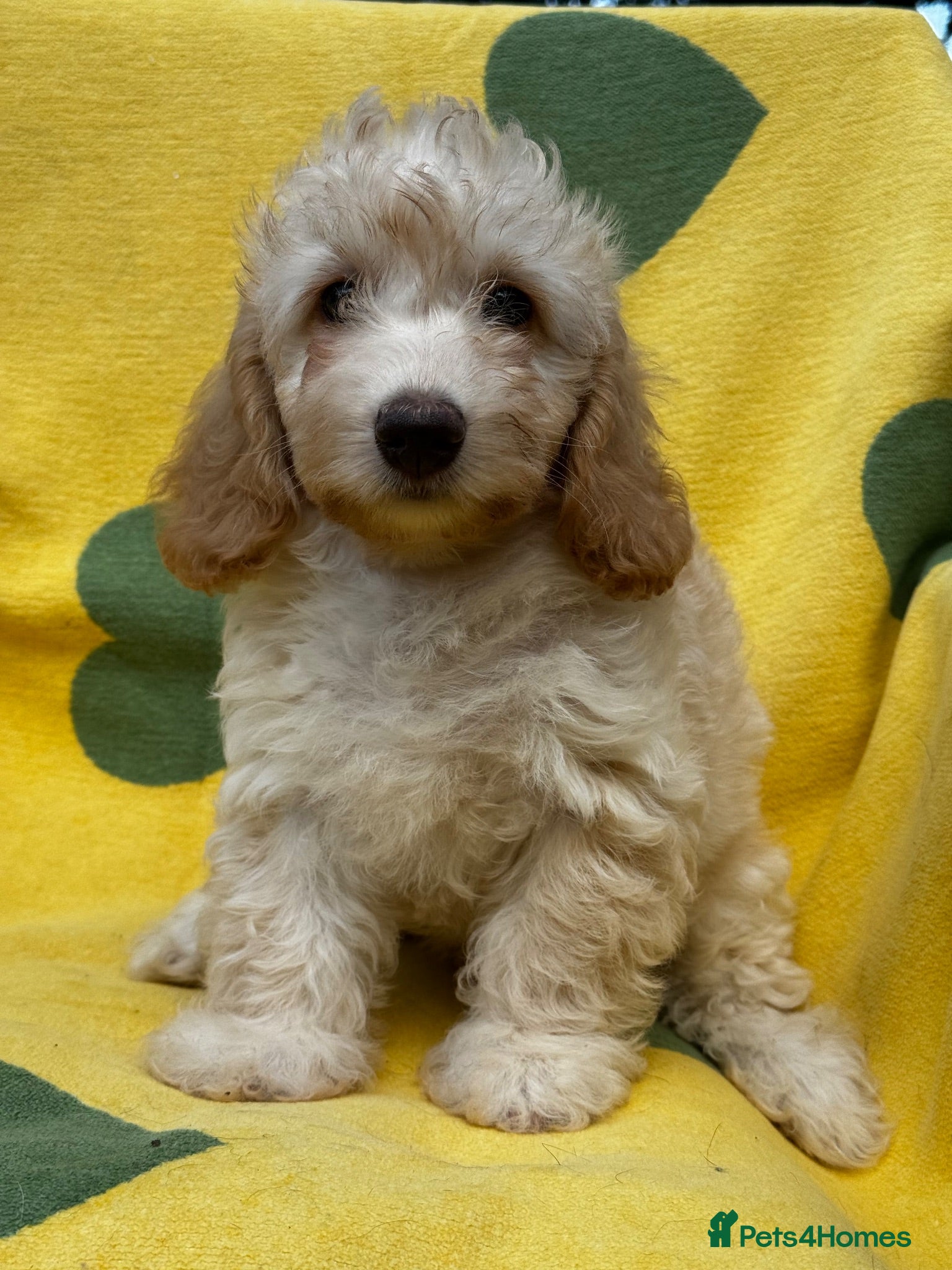 Doxiepoo dogs Doxiepoos Miniature dachshund x toy poodle  - Advert 2