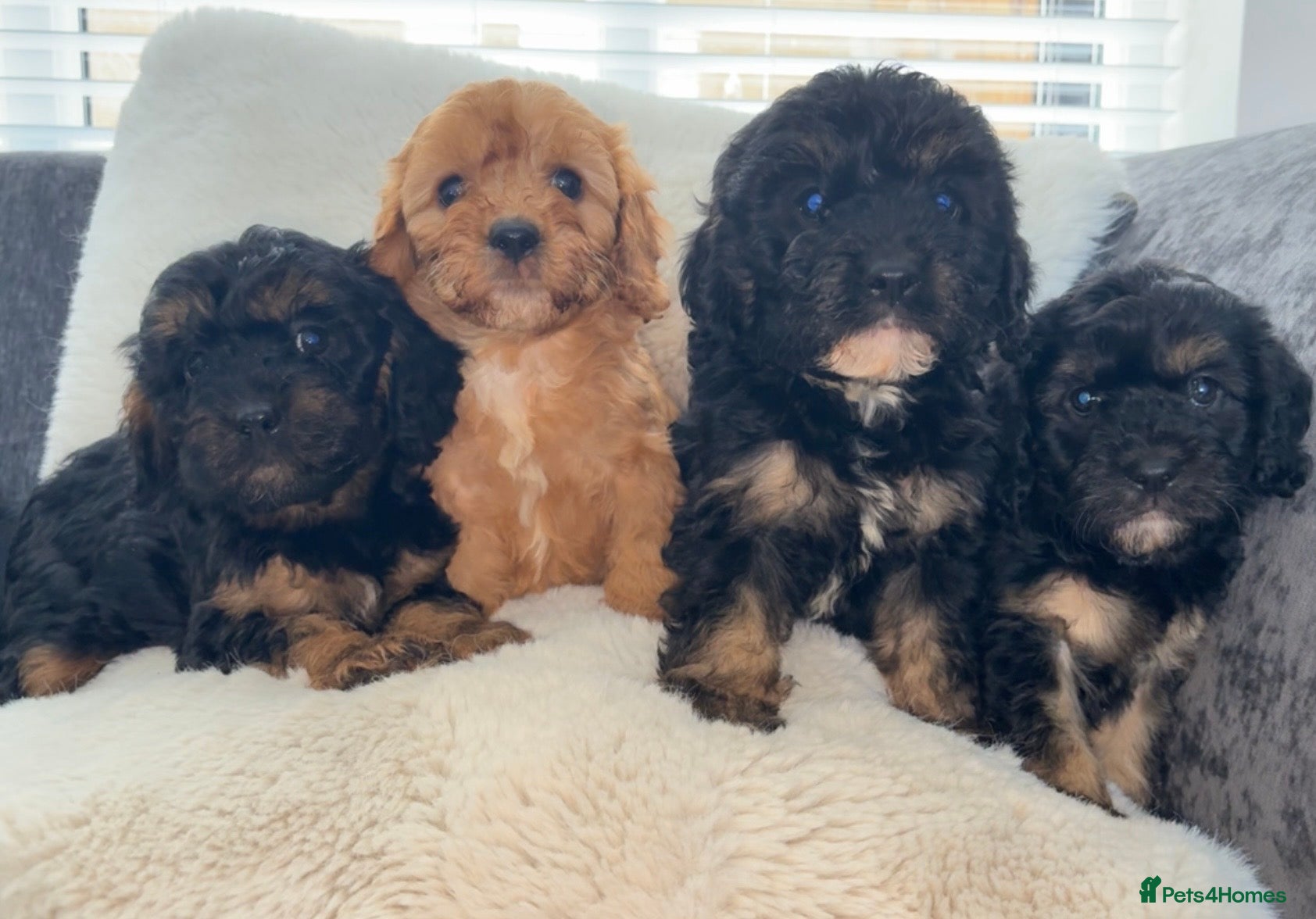 Cavapoo dogs Adorable cavapoos  - Advert 1