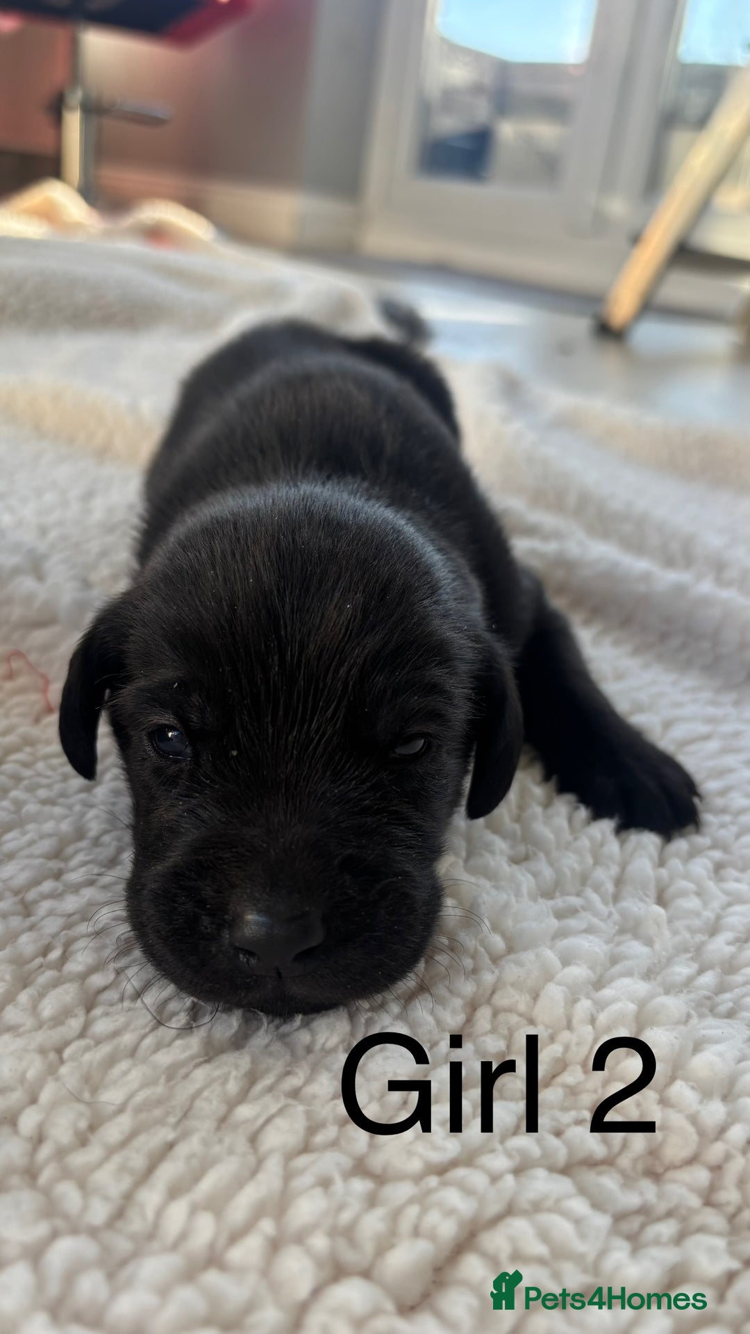 Labrador Retriever dogs for sale: KC registered Labrador pups - Advert 18