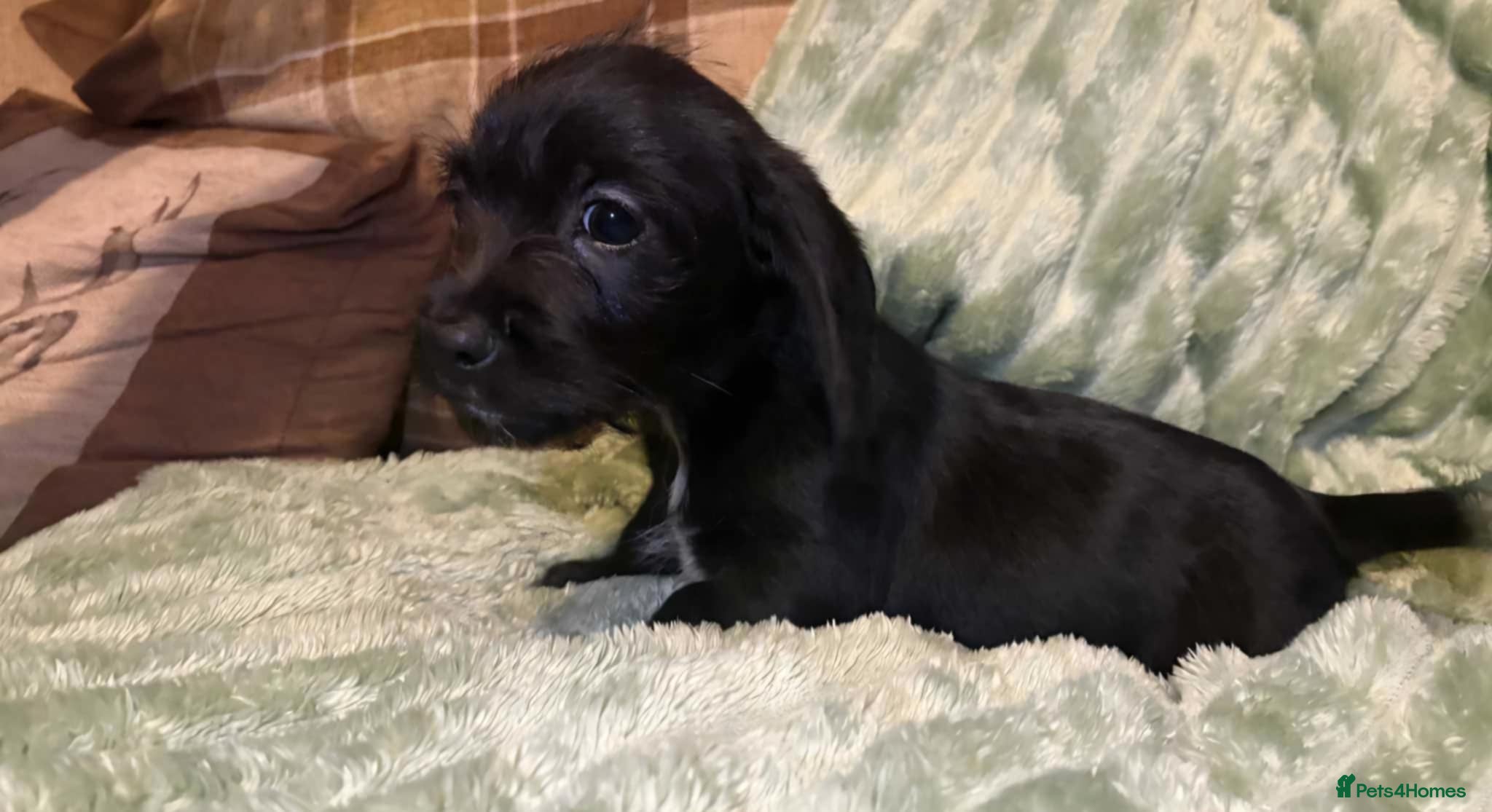 Mixed Breed dogs Schweenie pups - Advert 4