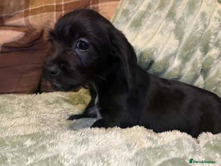 Mixed Breed dogs Schweenie pups - Advert 4