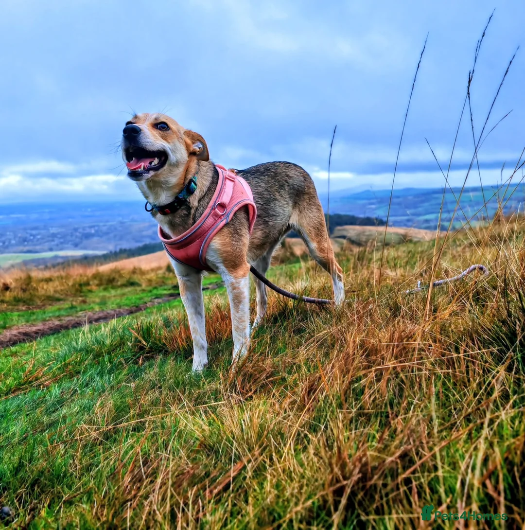 Mixed Breed dogs for adoption: ❤️ Lolly❤️- 1.5-year-old small gentle girl  - Advert 4