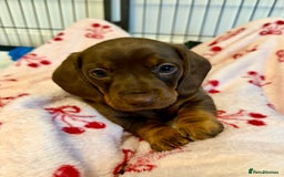 Miniature Dachshund dogs for sale: PRA Clear, KC Reg Miniature Dachshund  - Image 2