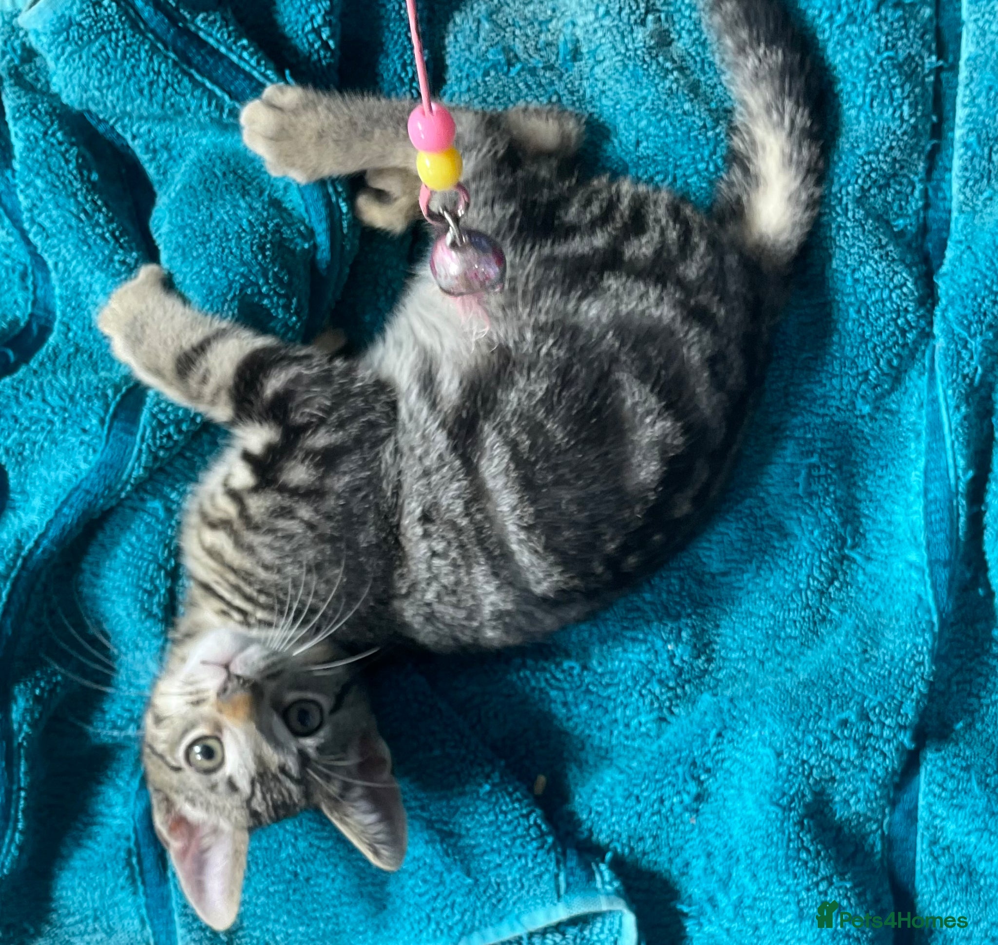Mixed Breed cats for sale: 2 kittens for sale KT4 - Advert 7