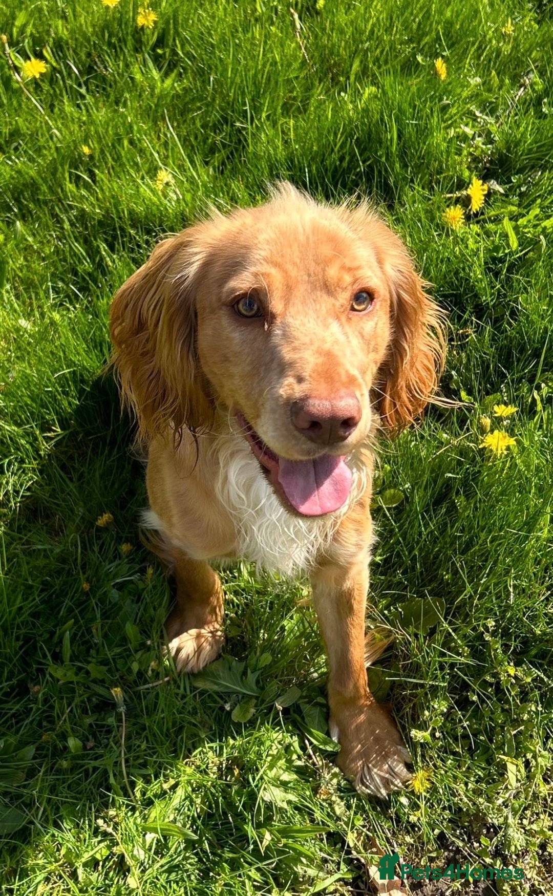 Cocker Spaniel dogs for sale: Working Cocker Spaniel Puppies - Advert 24