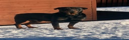 Rottweiler dogs for sale: Champion Bloodline Old School Rottwieler! - Advert 4