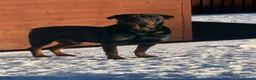 Rottweiler dogs for sale: Champion Bloodline Old School Rottwieler! - Advert 4