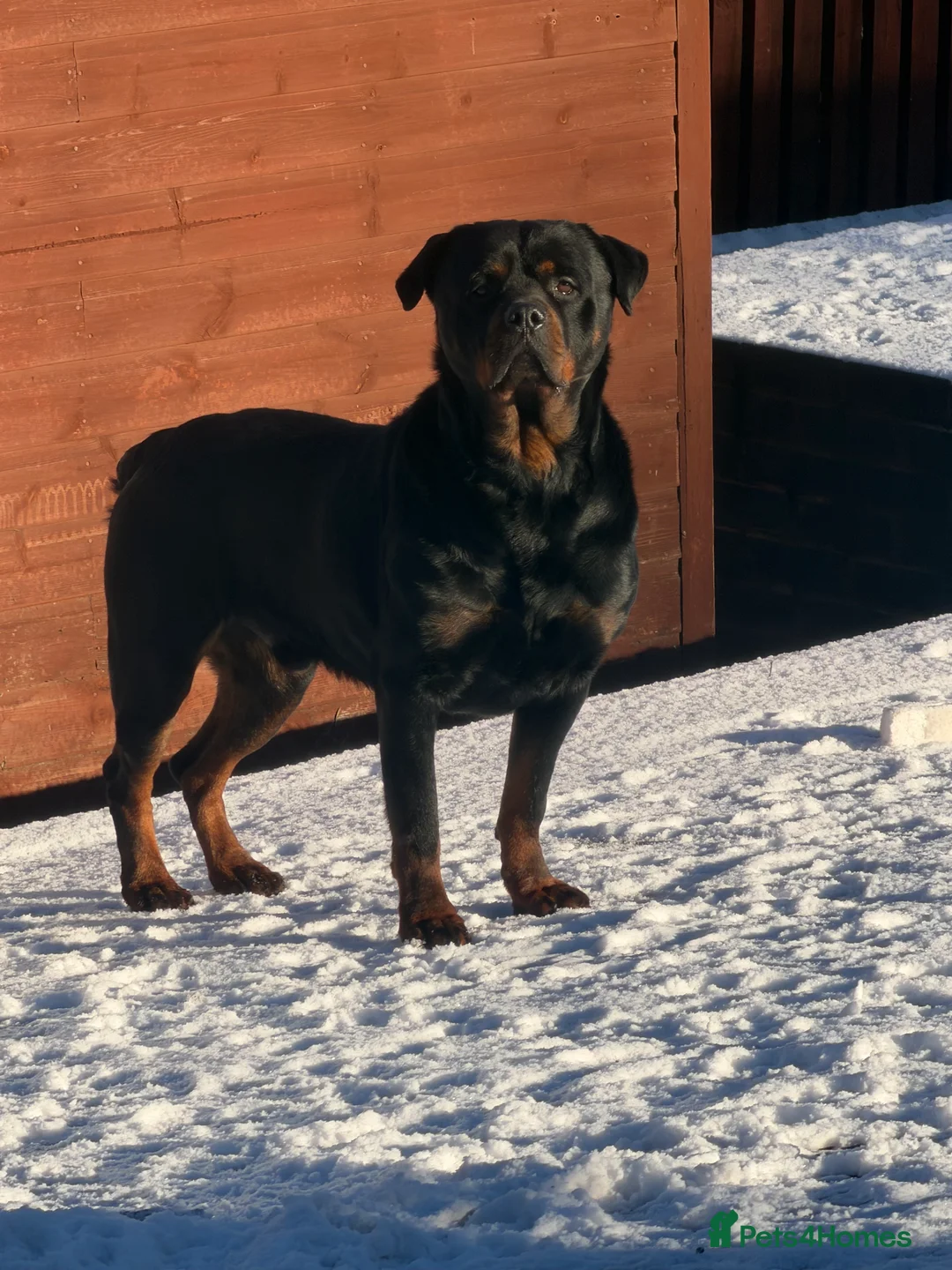Rottweiler dogs for sale: Champion Bloodline Old School Rottwieler! - Advert 4