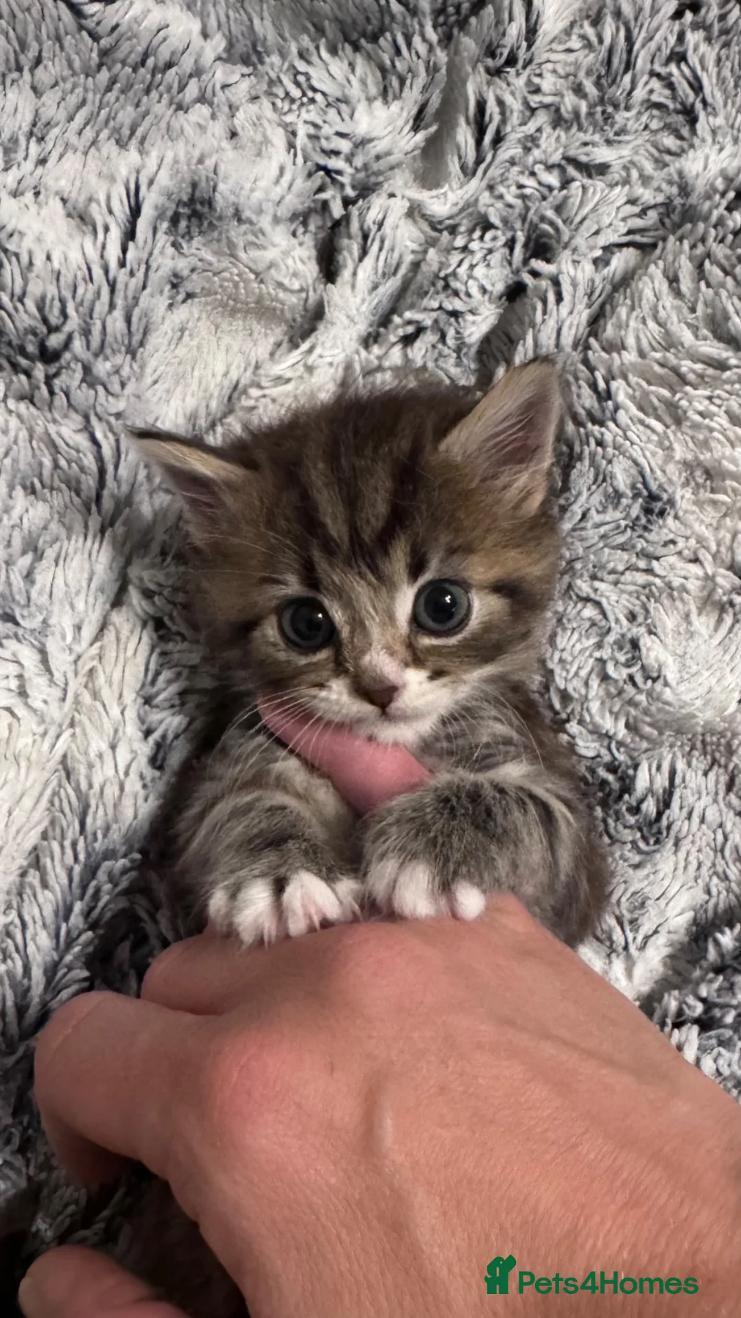 Domestic Shorthair cats for sale: Gorgeous male kitten  - Advert 10