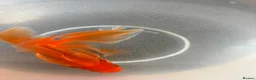Goldfish fish for sale: Gold Fish cold water Essex in South Ockendon - Advert 4