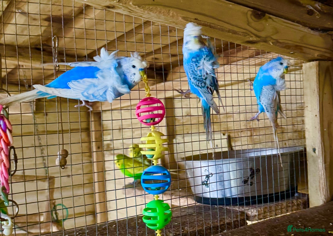 Budgerigars birds for sale: Hagoromo helicopter budgies in Lymington - Image 1