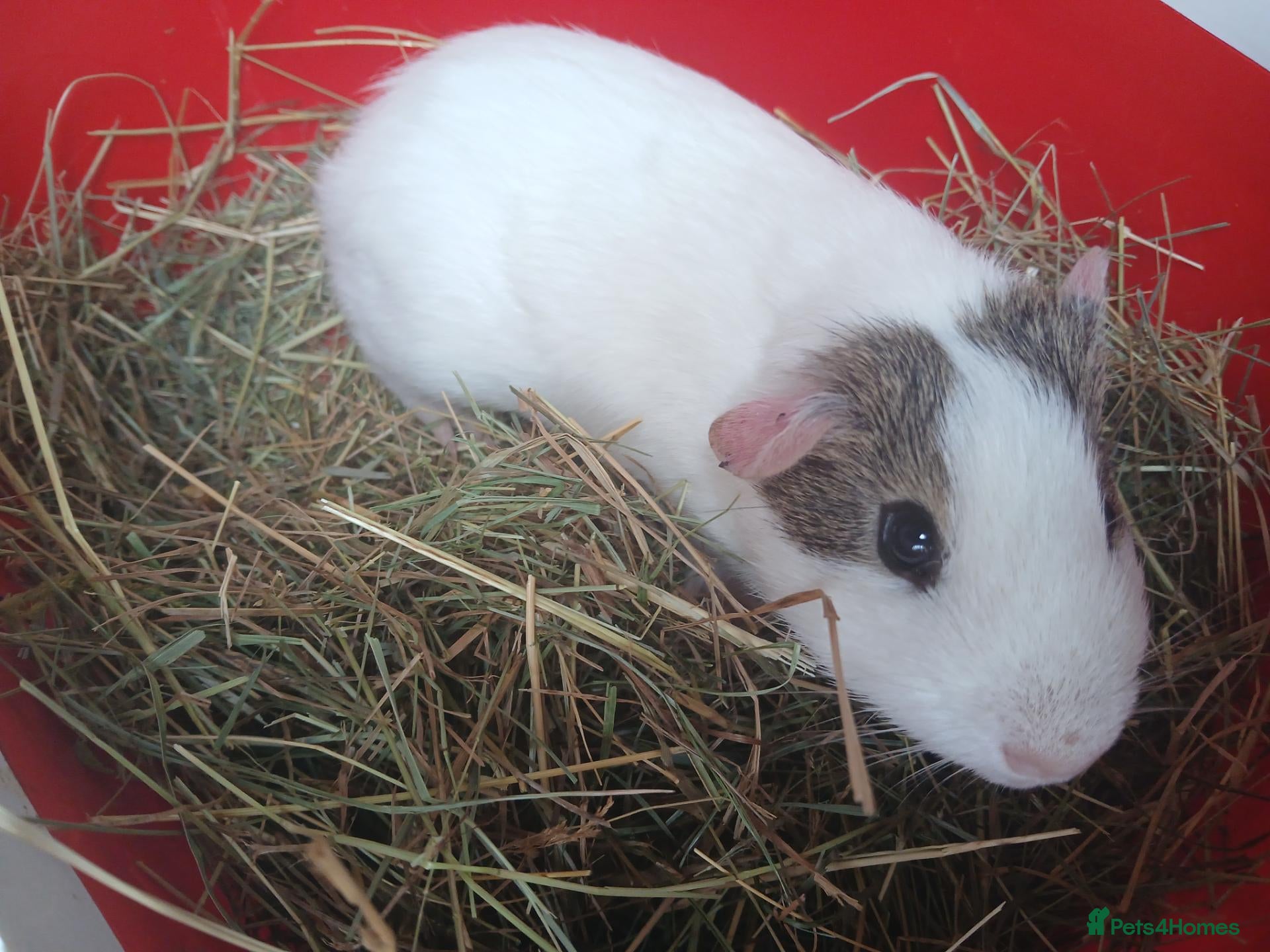 Guinea Pig rodents Baby boars for sale (REDUCED) - Advert 1