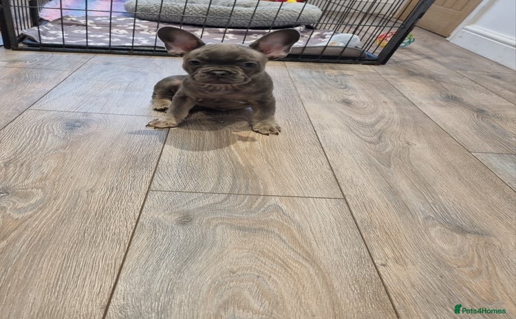 French Bulldog dogs - Advert 9