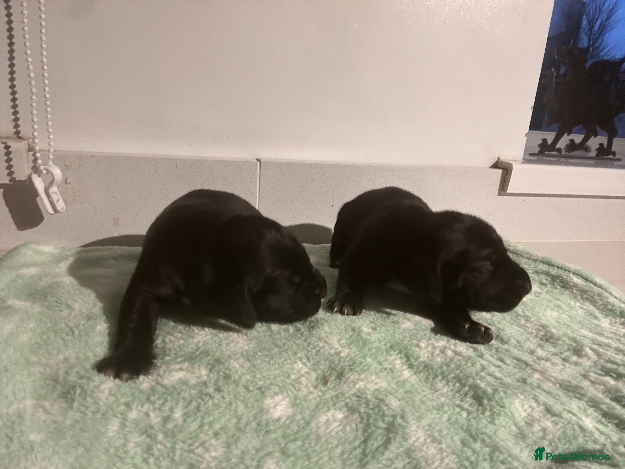 German Shorthaired Pointer dogs GSP KC REGISTERED PUPPIES - Advert 1