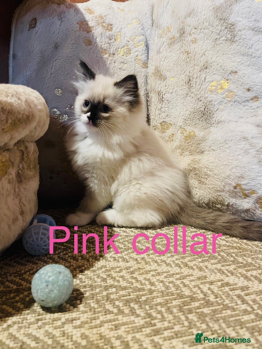 Ragdoll cats for sale: Ragdoll kittens ready 28th Jan  - Advert 19