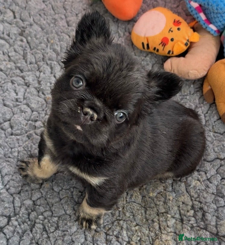 French Bulldog dogs Wicked French Bulldog female Pup Elphaba - Advert 3