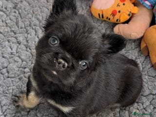 French Bulldog dogs Wicked French Bulldog female Pup Elphaba - Advert 7