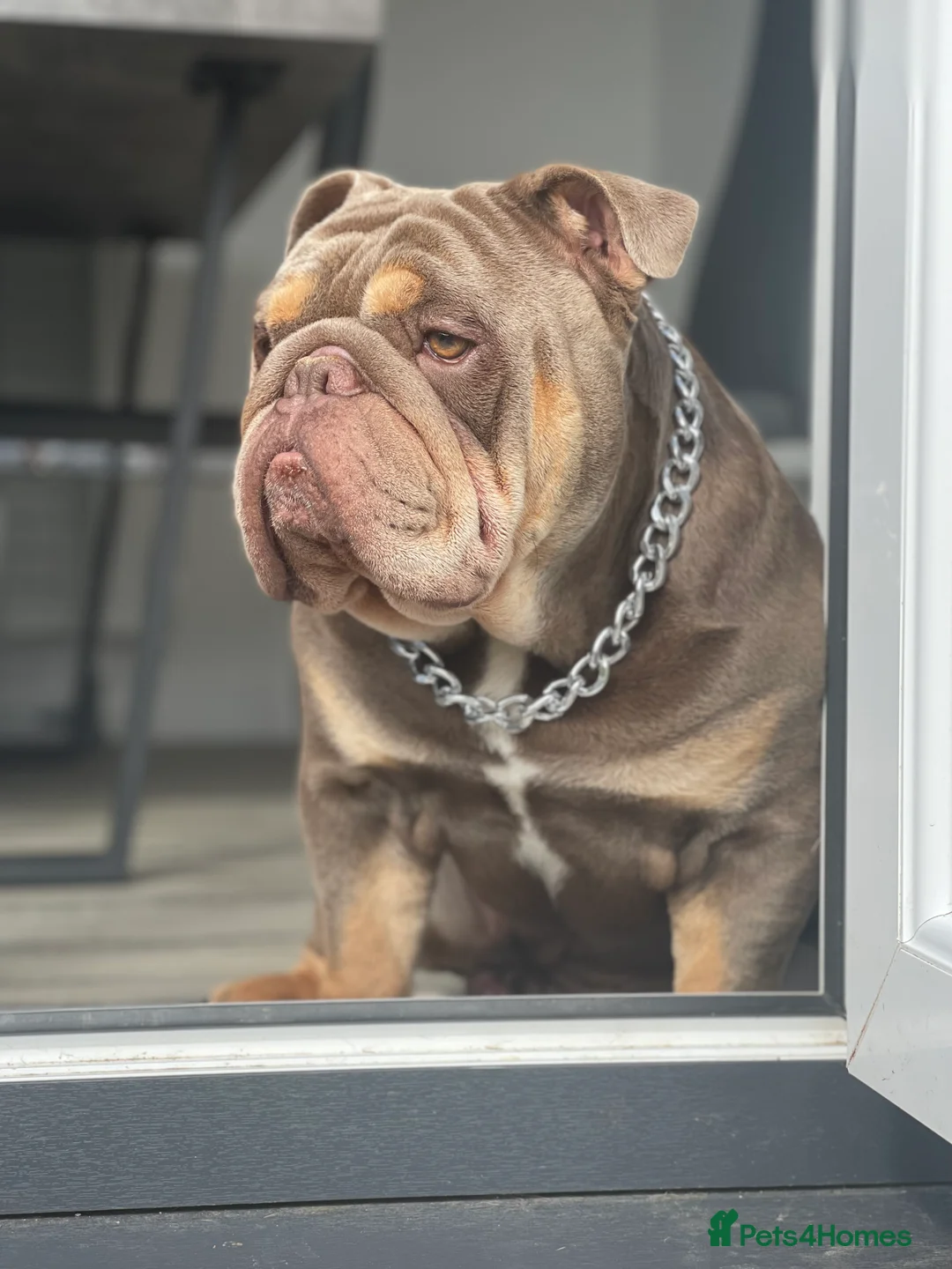 English Bulldog dogs for stud: Fully Suit Lilac Tan Stud newly REDUCED price in Whitley Bay - Advert 6