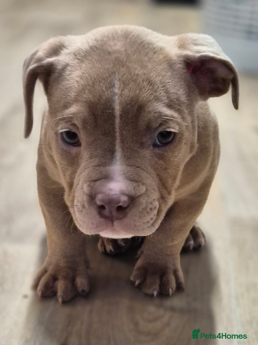 American Bully dogs for sale: Champagne, Chocolate, Merle Micro Pocket Bullys  in Wilmslow - Image 9