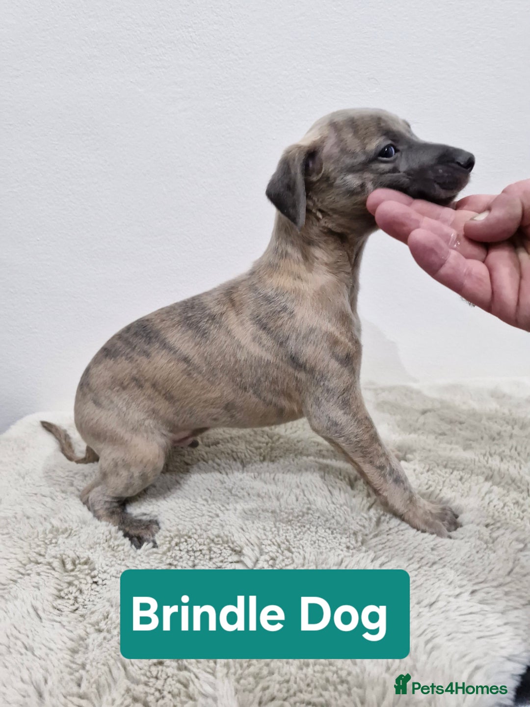 Whippet dogs for sale: KC Reg Whippet Puppies for sale  - Advert 18