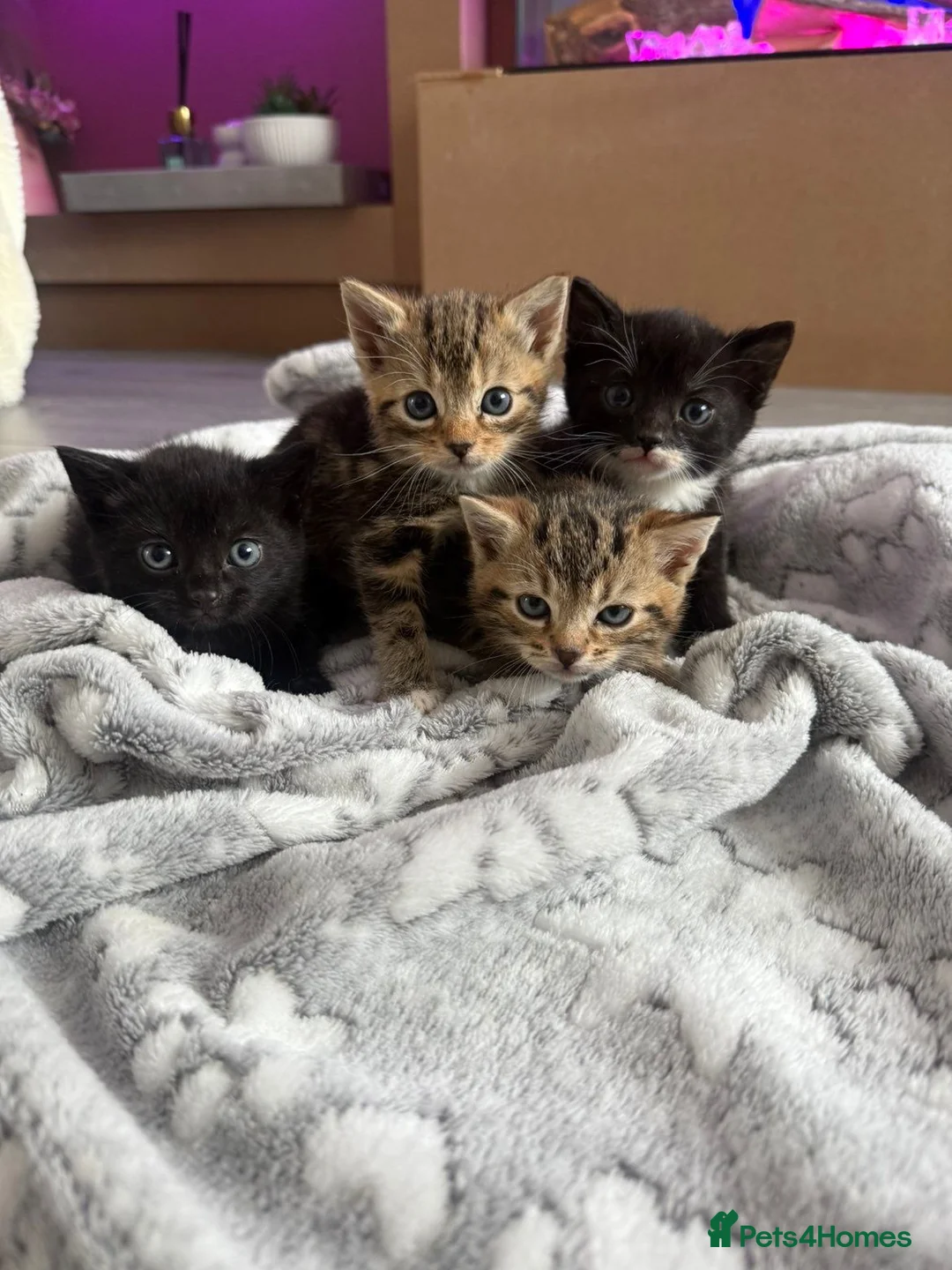 Bengal cats for sale: 4 beautiful bengal kittens looking for a home  in Oldham - Advert 1