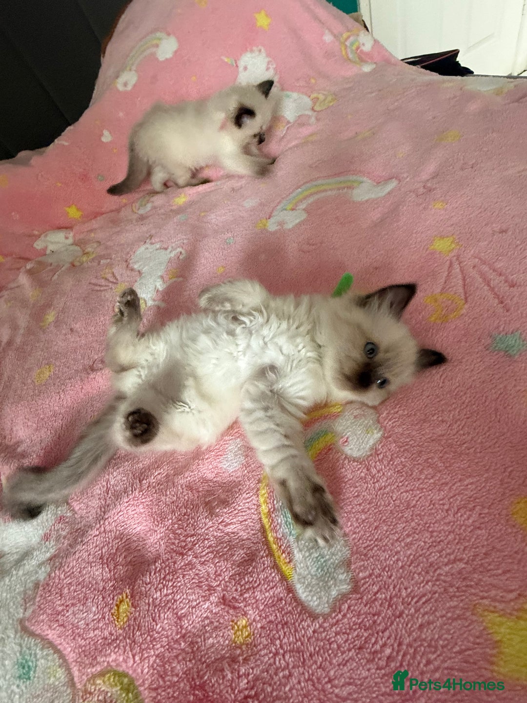 Ragdoll cats for sale: Gorgeous Ragdoll type Kitten - Image 9