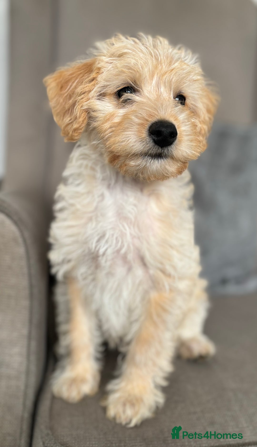 Labradoodle dogs for sale: READY NOW Miniature Labradoodles in Morecambe - Image 1