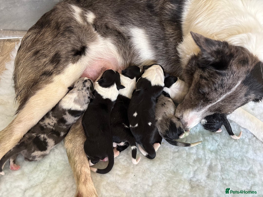 Border Collie dogs for sale: Border collie  - Image 3