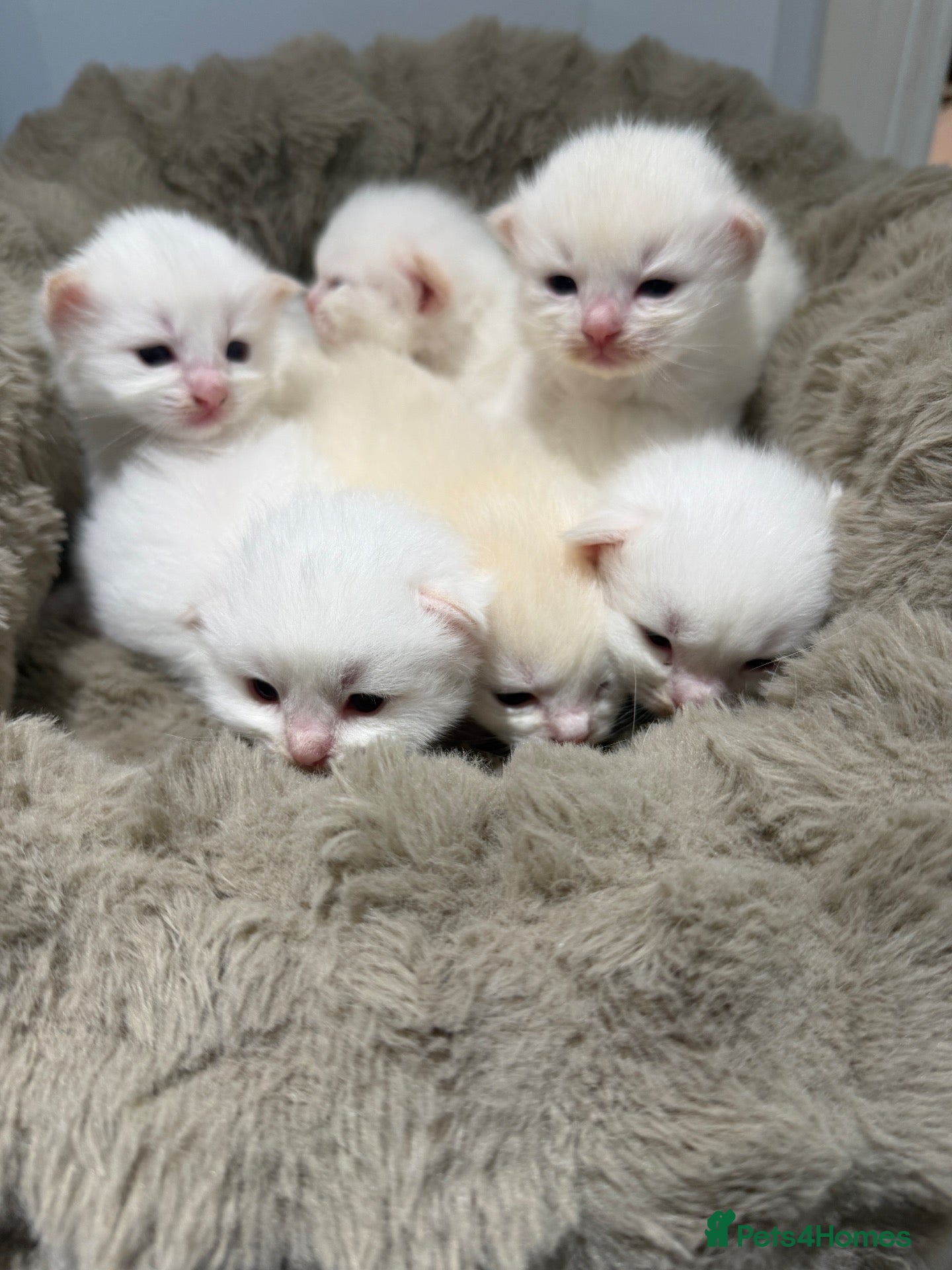 Ragdoll cats Rare Flame Lynx Ragdoll Kittens excellent Quality  - Advert 16
