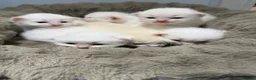 Ragdoll cats for sale: Rare Flame Lynx Ragdoll Kittens excellent Quality  - Advert 2
