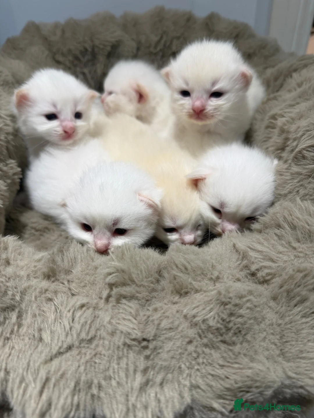 Ragdoll cats for sale: Rare Flame Lynx Ragdoll Kittens excellent Quality  - Advert 2