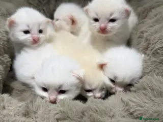 Ragdoll cats Rare Flame Lynx Ragdoll Kittens excellent Quality - Advert 16