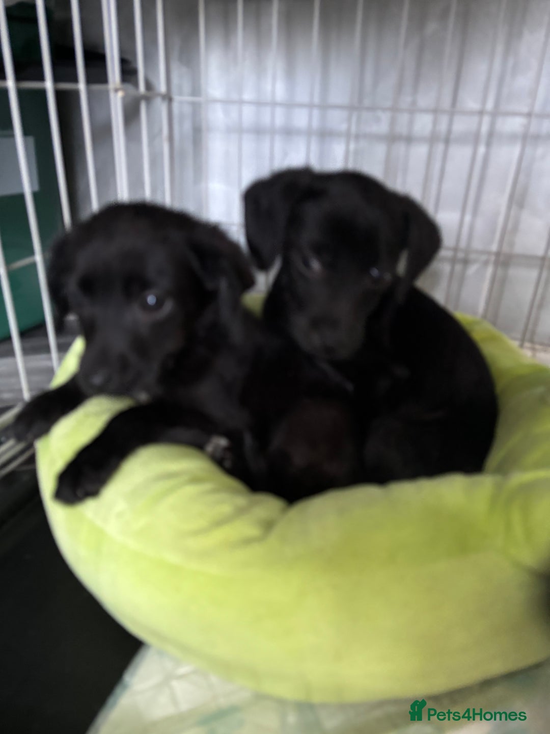 Patterjack dogs for sale: 4 lovely patterjacks  - Image 22