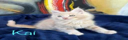 Maine Coon cats for sale: Beautiful Maine Coon Kittens-Ready Soon - Advert 16
