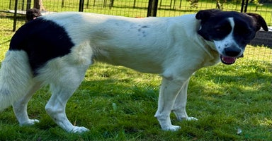 Border Collie dogs - Advert 15