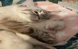 Ragdoll cats for sale: GCCF Registered Ragdolls  - Image 16