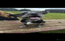 Mixed Breed dogs for sale: Ozzy needs a new home  - Image 6