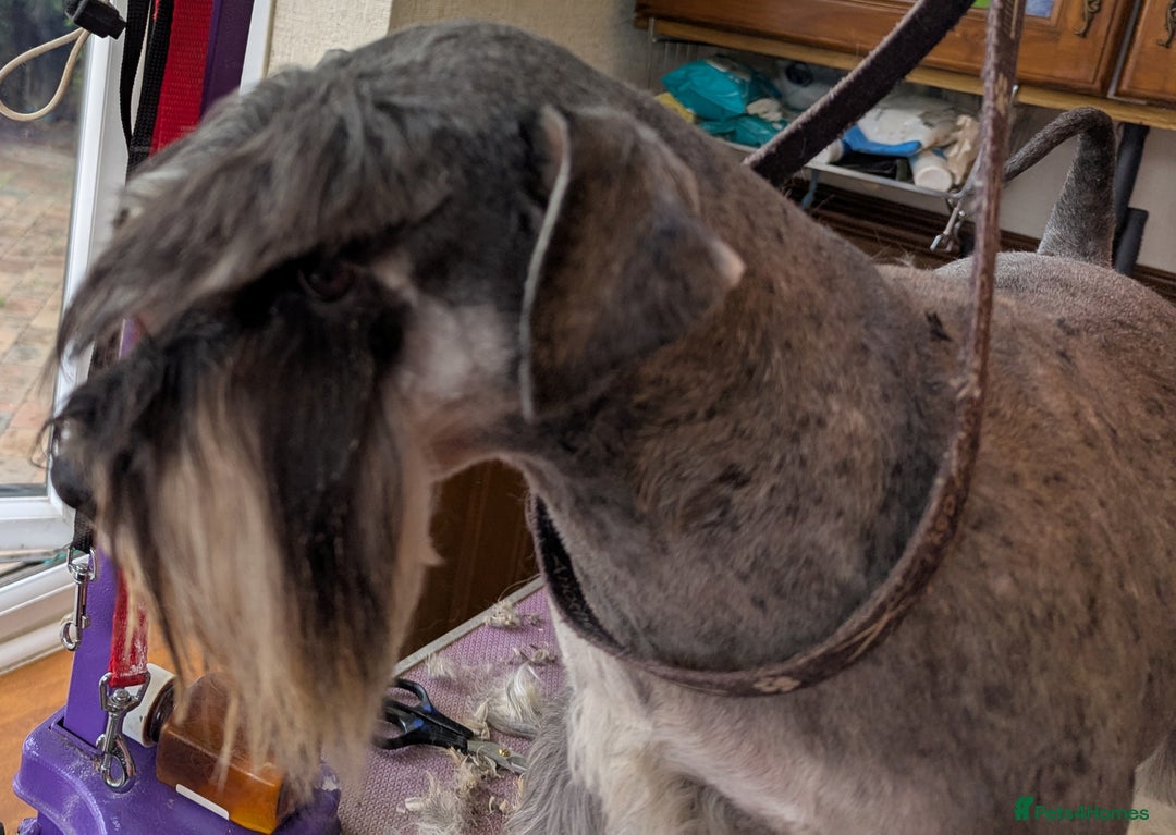 Miniature Schnauzer dogs for sale: Beautiful Pepper+Salt Boys - Image 24
