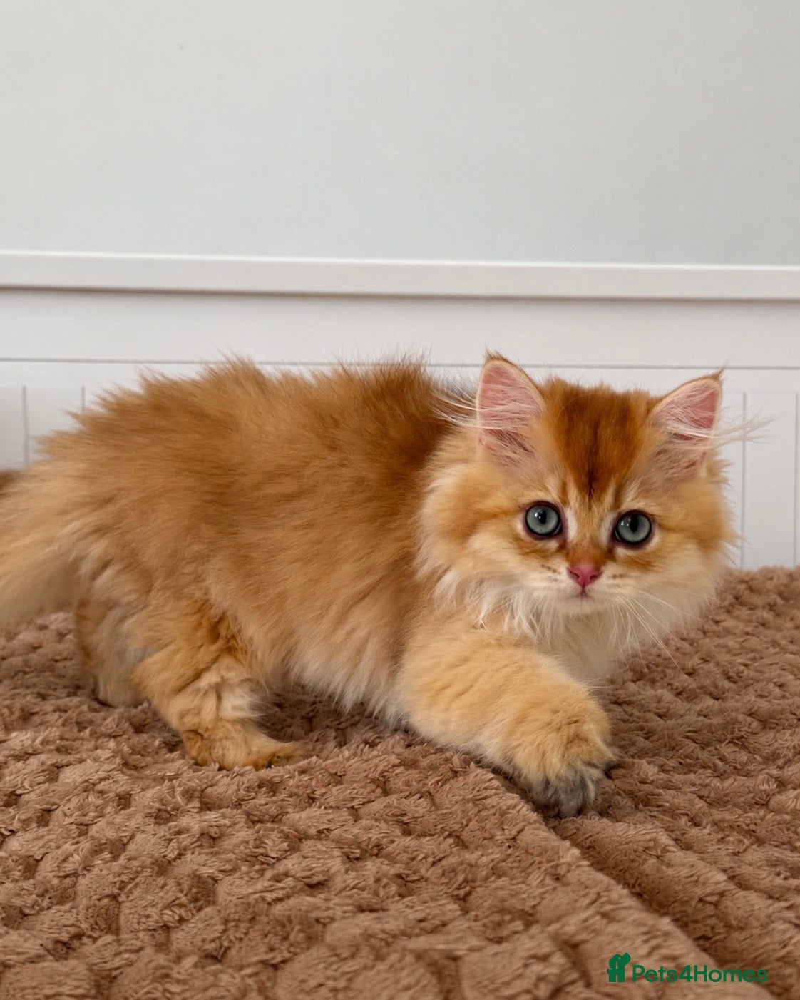 British Longhair cats Beautiful British Longhair Golden Shaded NY11  - Advert 3