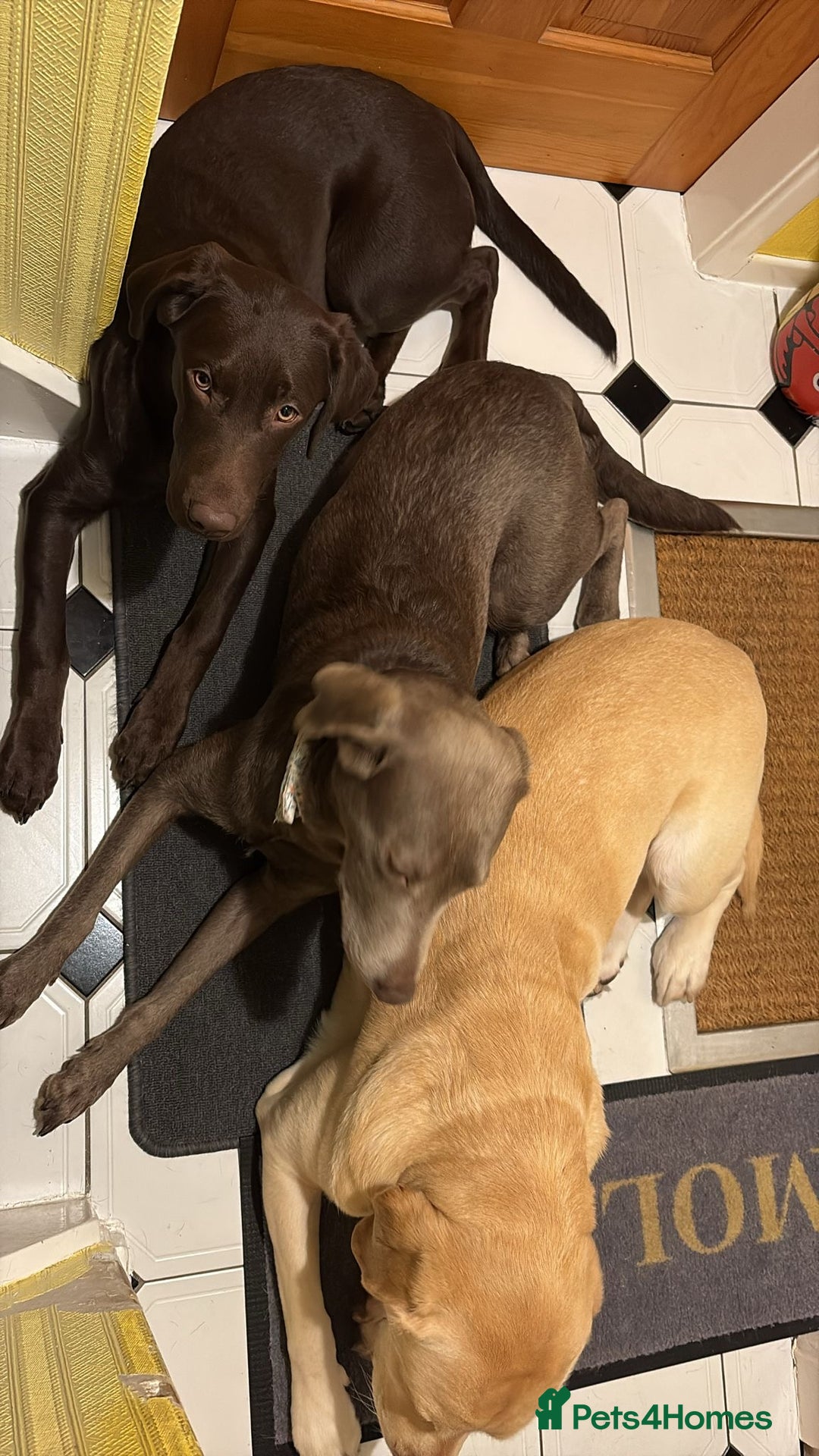 Labrador Retriever dogs for sale: Chocolate Labrador puppy - Advert 3